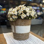 بوته بابونه